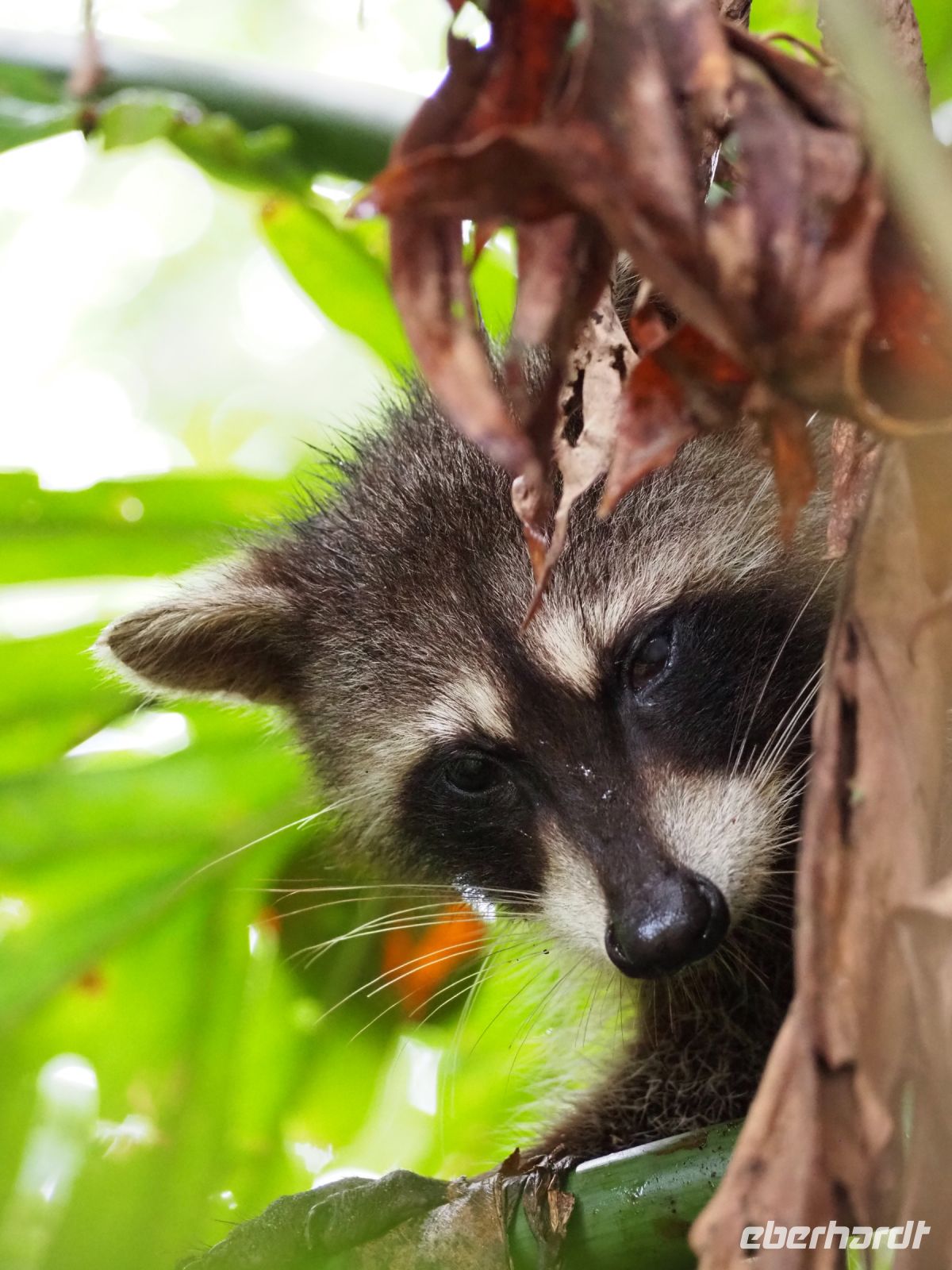Waschbär &ndash; &copy; Sinah Witzig (Eberhardt TRAVEL)