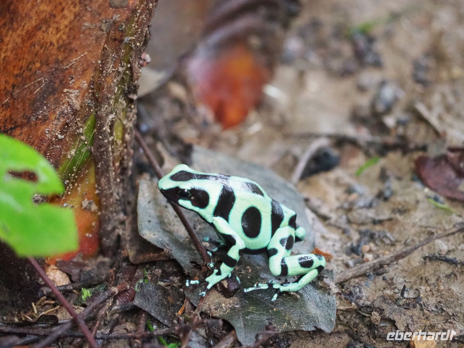 Grüner Pfeilgiftfrosch &ndash; &copy; Sinah Witzig (Eberhardt TRAVEL)