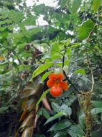 Monteverde &ndash; &copy; Sinah Witzig (Eberhardt TRAVEL)