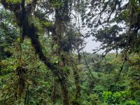 Monteverde &ndash; &copy; Sinah Witzig (Eberhardt TRAVEL)