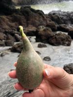 Tattoofrucht &ndash; &copy; Sinah Witzig (Eberhardt TRAVEL)