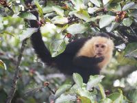 Kapuzineraffe &ndash; &copy; Sinah Witzig (Eberhardt TRAVEL)