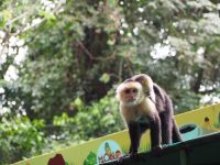 Kapuzineraffe &ndash; &copy; Sinah Witzig (Eberhardt TRAVEL)