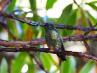 Kolibri &ndash; &copy; Sinah Witzig (Eberhardt TRAVEL)