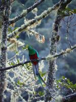 Quetzal &ndash; &copy; Sinah Witzig (Eberhardt TRAVEL)
