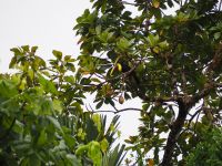 Tukan &ndash; &copy; Sinah Witzig (Eberhardt TRAVEL)