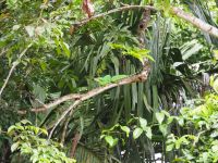 Grüner Basilisk &ndash; &copy; Sinah Witzig (Eberhardt TRAVEL)