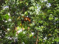 Klammeraffe &ndash; &copy; Sinah Witzig (Eberhardt TRAVEL)