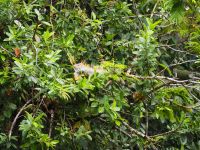 Leguan &ndash; &copy; Sinah Witzig (Eberhardt TRAVEL)