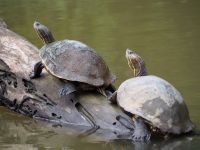 Schildkröten &ndash; &copy; Sinah Witzig (Eberhardt TRAVEL)