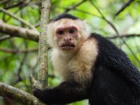 Kapuzineraffe &ndash; &copy; Sinah Witzig (Eberhardt TRAVEL)
