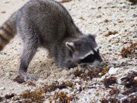 Waschbär &ndash; &copy; Sinah Witzig (Eberhardt TRAVEL)