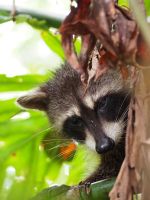 Waschbär &ndash; &copy; Sinah Witzig (Eberhardt TRAVEL)