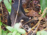 Nasenbär &ndash; &copy; Sinah Witzig (Eberhardt TRAVEL)