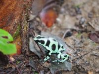 Grüner Pfeilgiftfrosch &ndash; &copy; Sinah Witzig (Eberhardt TRAVEL)