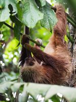 Zweifingerfaultier &ndash; &copy; Sinah Witzig (Eberhardt TRAVEL)