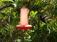 Kolibri &ndash; &copy; Kerstin Hugel (Eberhardt TRAVEL)