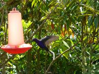 Kolibri &ndash; &copy; Kerstin Hugel (Eberhardt TRAVEL)