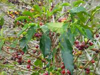 Kaffeeplantage &ndash; &copy; Kerstin Hugel (Eberhardt TRAVEL)