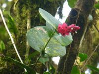 Nebelwald in La Paz &ndash; &copy; Kerstin Hugel (Eberhardt TRAVEL)