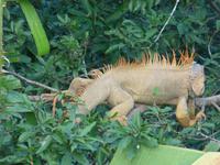 Leguan &ndash; &copy; Kerstin Hugel (Eberhardt TRAVEL)