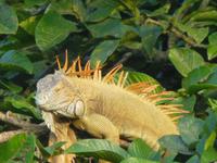 Leguan &ndash; &copy; Kerstin Hugel (Eberhardt TRAVEL)