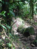 Nationalpark Vulkan Tenorio - Rio Celestre &ndash; &copy; Kerstin Hugel (Eberhardt TRAVEL)