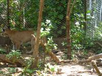 Reservat La Pumas &ndash; &copy; Kerstin Hugel (Eberhardt TRAVEL)
