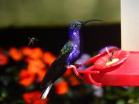Kolibri &ndash; &copy; Kerstin Hugel (Eberhardt TRAVEL)
