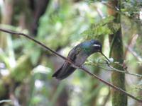 Kolibri &ndash; &copy; Kerstin Hugel (Eberhardt TRAVEL)