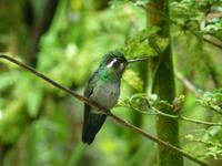 Kolibri &ndash; &copy; Kerstin Hugel (Eberhardt TRAVEL)