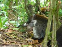 Nasenbär &ndash; &copy; Kerstin Hugel (Eberhardt TRAVEL)