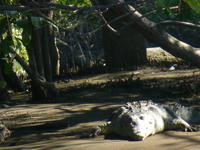 Krokodil &ndash; &copy; Kerstin Hugel (Eberhardt TRAVEL)
