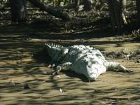 Krokodil &ndash; &copy; Kerstin Hugel (Eberhardt TRAVEL)