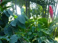 Kaffeeplantage &ndash; &copy; Kerstin Hugel (Eberhardt TRAVEL)