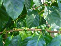 Kaffeeplantage &ndash; &copy; Kerstin Hugel (Eberhardt TRAVEL)