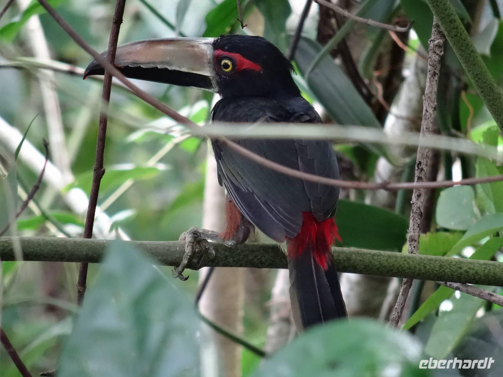 Tierwelt Costa Ricas &ndash; &copy; Ralf Mehnert (Eberhardt TRAVEL)