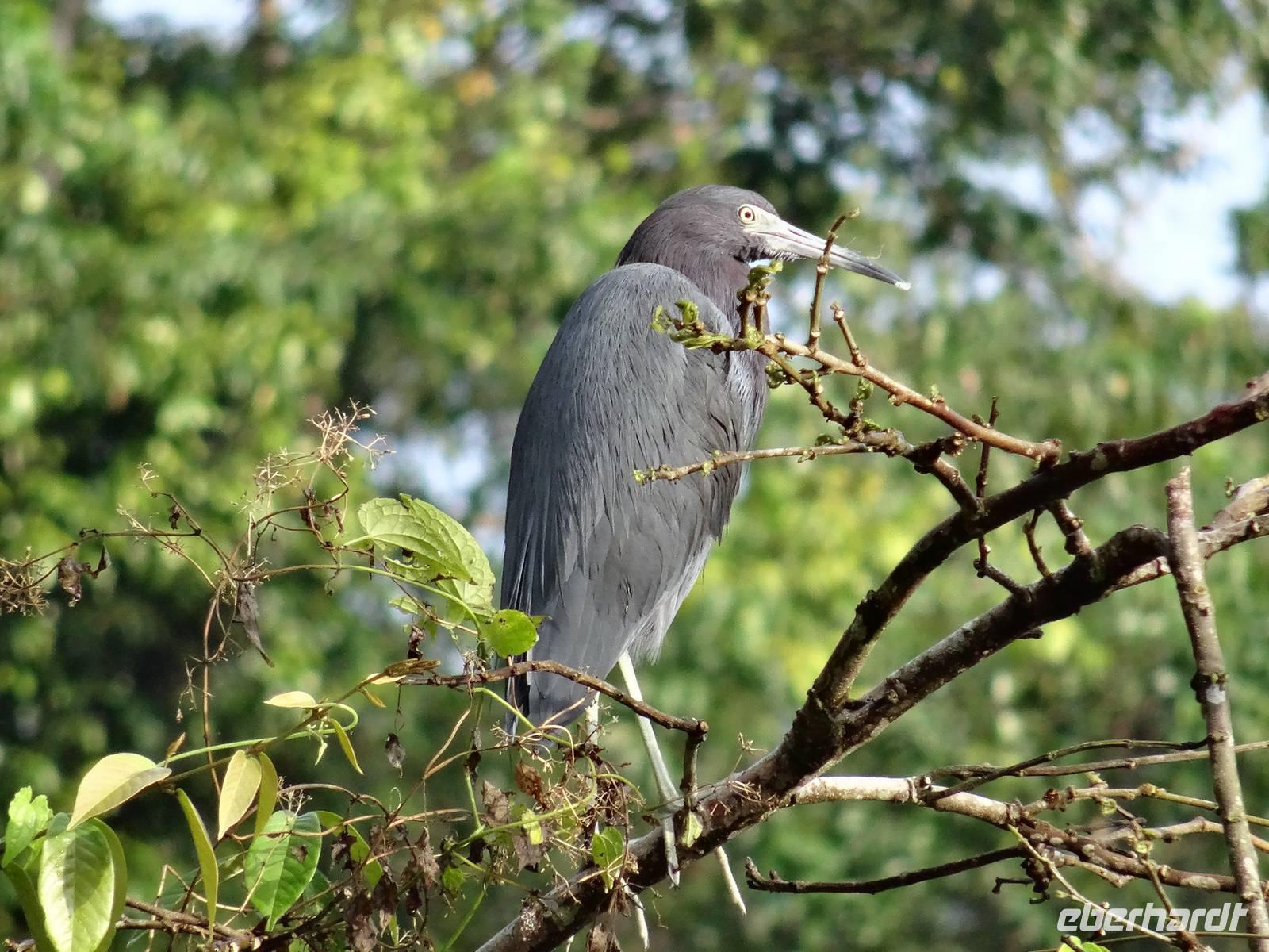 Tierwelt Costa Ricas &ndash; &copy; Ralf Mehnert (Eberhardt TRAVEL)