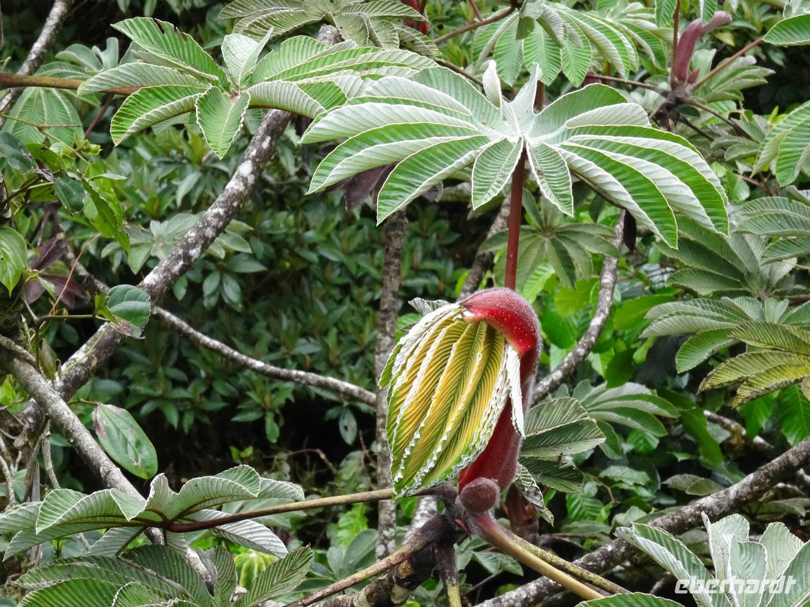 Pflanzenwelt auf Costa Rica &ndash; &copy; Ralf Mehnert (Eberhardt TRAVEL)