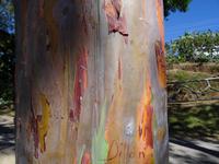 Eukalyptusbaum &ndash; &copy; Ralf Mehnert (Eberhardt TRAVEL)