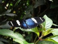 Schmetterling
