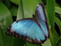Schmetterling