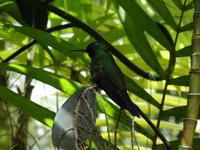 Kolibri &ndash; &copy; Ralf Mehnert (Eberhardt TRAVEL)