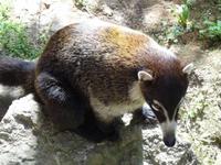 Nasenbär &ndash; &copy; Ralf Mehnert (Eberhardt TRAVEL)