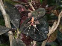 Tierwelt Costa Ricas &ndash; &copy; Ralf Mehnert (Eberhardt TRAVEL)