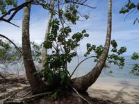 Cahuita Nationalpark &ndash; &copy; Ralf Mehnert (Eberhardt TRAVEL)