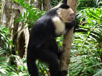 Kapuzineraffe &ndash; &copy; Ralf Mehnert (Eberhardt TRAVEL)