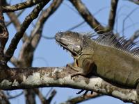 Leguan &ndash; &copy; Ralf Mehnert (Eberhardt TRAVEL)