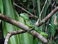 Tierwelt Costa Ricas &ndash; &copy; Ralf Mehnert (Eberhardt TRAVEL)