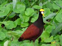 Tierwelt Costa Ricas &ndash; &copy; Ralf Mehnert (Eberhardt TRAVEL)
